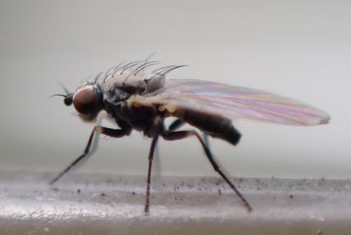 Réf. 345 057 : Chromatomyia horticola